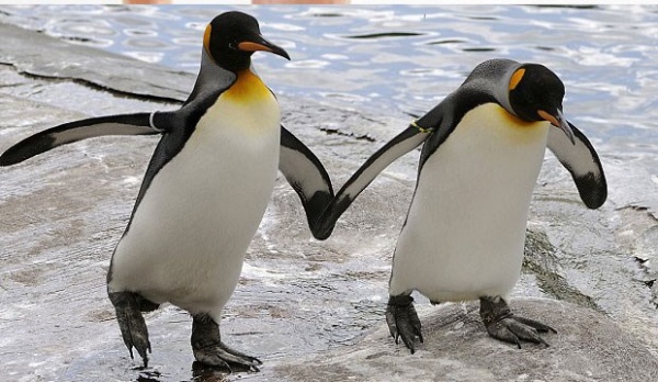 Haber | Ecinsel penguenler heteroseksel penguenlerin yumurtalarn ald